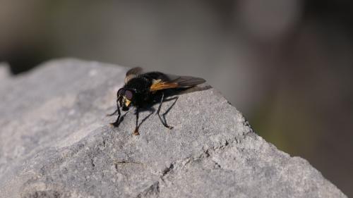 Mesembrina meridiana